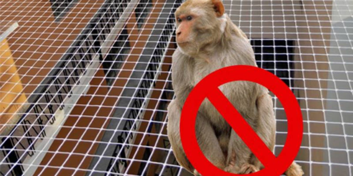 Monkey Safety Nets for Balcony in Chennai & Hyderabad | Call Now 9966444849