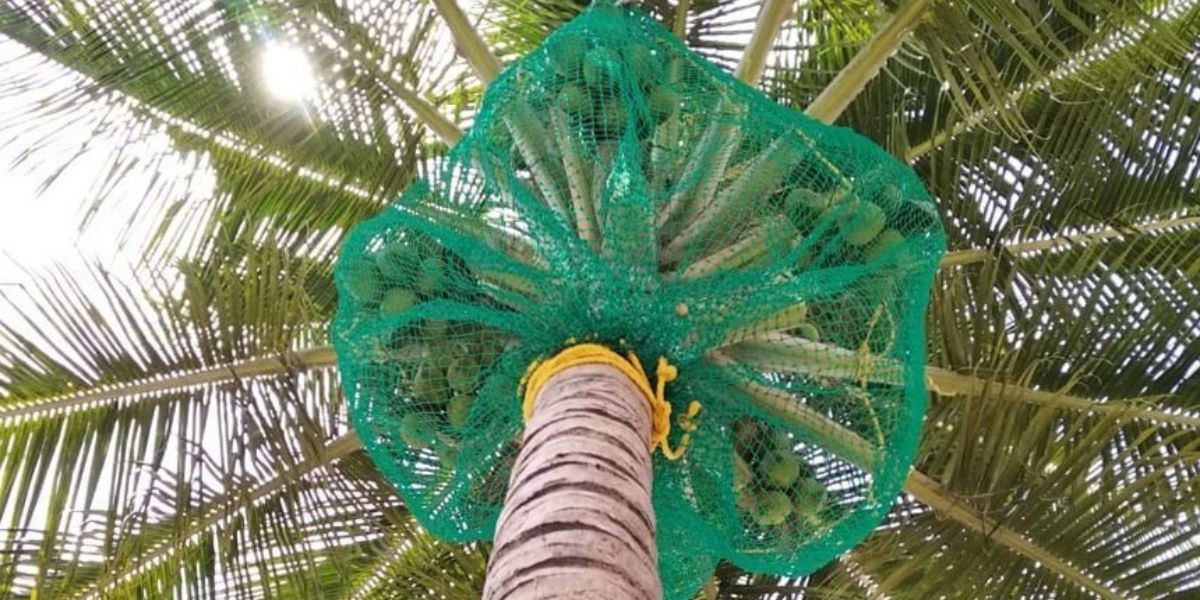 Coconut Tree Protection Nets in Chennai & Hyderabad | Call Now 9966444849