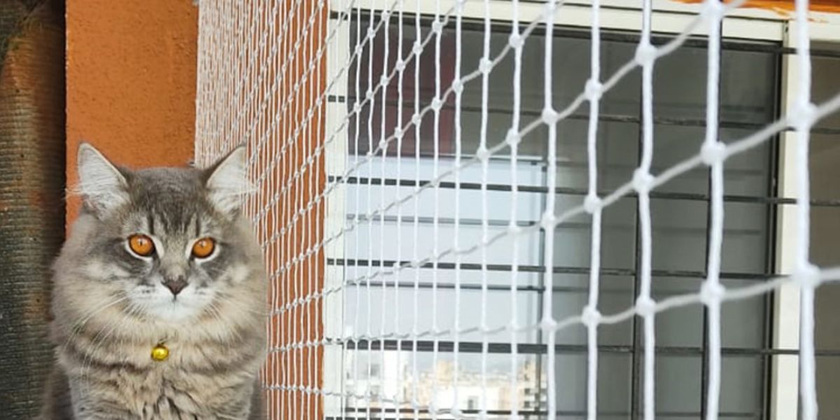 Cat & Pets Safety Nets for Balcony in Chennai & Hyderabad | Call 9966444849